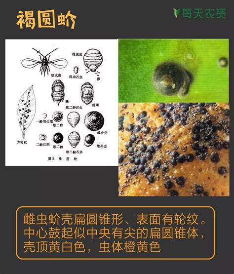 中国结 蟲類查詢